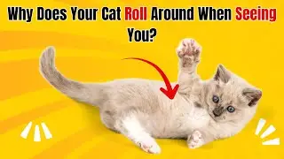 Belly Up and Happy: Understanding Your Cat's Trustful Roll
