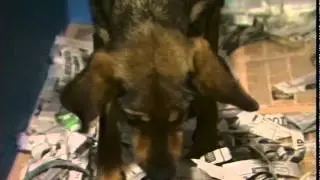 QUARANTINE : Dogs