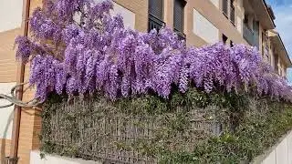 Estado de la floraci&oacute;n de la glicinia a 01/04/2023