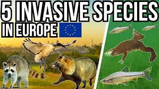 5 Invasive Species In Continental Europe