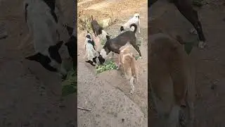 ভোজবাড়ি শেষ 💗🐕#street #dog #help #food #love #animals #shorts #viralvideo #youtubeshorts