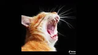 The meaning of a cat in dreams
