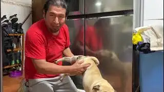 SERVICIO DE ASISTENCIA MONTA NATURAL Y/O INSEMINACI&Oacute;N ARTIFICIAL PUG CARLINO LIMA PER&Uacute; 966 387 781