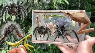 Hunting TOP GAGAMBA, SPIDER, PRAYING MANTIS, FROG ON WILDNESS