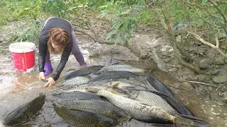 Fishing Video | The Girl Fishing Many Big Fish In The Lake | Exciting Fishing