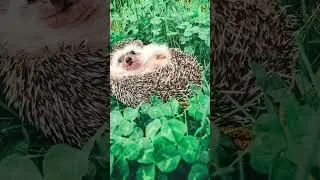Маленький , колючий комочек. Ёж.