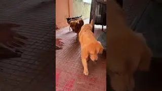 Boarding (Hostel) Service @ Dogland K9             #goldenretriever #training #playtime #raigarh