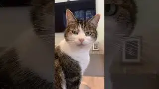 Cutest Cat stimulation Love Moments on Insta #cat #funnycats #kitten #pet  #viralshorts