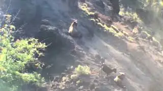 Nice Billys Phone Skope Footage // Muzzleloader Goat Hunting June 2024