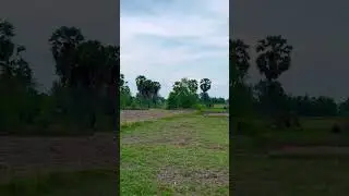 The Rice Field Turns Green Again After Days of Rain! #shorts