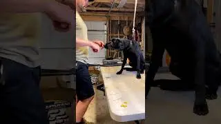 Started &ldquo;hold conditioning&rdquo; with Jake yesterday. Not necessarily &ldquo;force free&rdquo;, but it is 