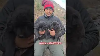 Bhotia Dog #bhutiadog #bhotiyadog #gaddidog #puppy