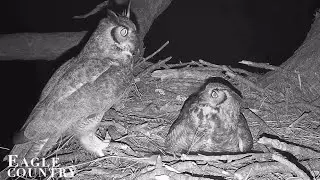 Eagle Country 1-25-26.  Gus Delivers Two Bats/Prey for Willow; + Archived Mating Footage! 🦉🩷🦉