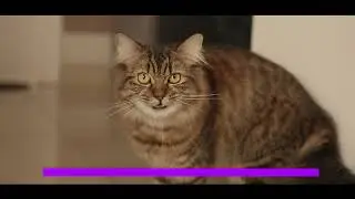 Happy Maine Coon Cat Parents Story | Meet Alex | Mykitten.in Review | Maine Coon Cats for Sale India