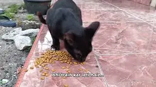 &ldquo;Ye Cat Tumse Zyada Smart Hai 😱🐱#shorts#ytshorts#viral#trending#aistory#aivideo#talkingcat#funnyvide