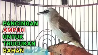 Pancingan trucukan BAHAN dan malas bunyo agar bunyi gacor