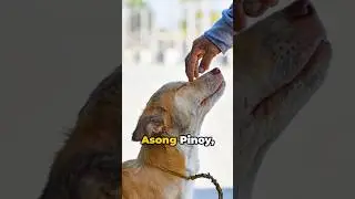 Facts about the Filipino Dog🇵🇭🐶 #aspin  #philippines  #randomfacts   #youtubeshorts