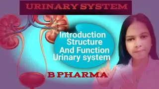 Urinary System: Introduction, Structure & Function | B.Pharm HAP(Human Anatomy And Physiology)