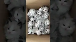 cute #awwanimals #cuteanitv #dogparty #cutianimals #awwpets cats&nbsp;#cute&nbsp;#kitten&nbsp;#funny&nbsp;#cat&nbsp;#shorts