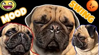 Pug dog barking compilation video || Dogs MOOD SWINGS 😂#funny #comedy #pug #labrador #funnyanimal 