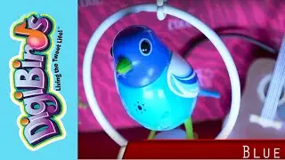 DigiBirds Flockstars! Episode 3 - Meet Blue