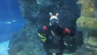 Tranquil Aquarium: 1 Hour of Oceanic Calm