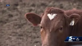 Oklahoma drought impacts beef prices