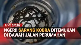 Merinding! Bongkar Cor Jalan, Damkar Temukan Sarang Puluhan Anak Kobra!