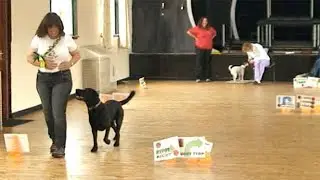 TD Rally - What is Talking Dogs Rally?