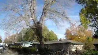 Tree Killing