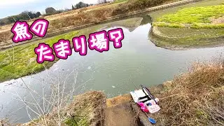 減水した川の深い場所を狙ってヘラブナ釣りする【栃木県佐野市 三杉川機場】