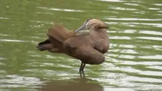 SOUTH AFRICA hamerkop or hammerhead, Kruger national park (hd-video)