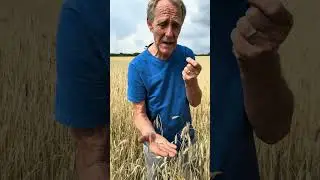 How to Test Grain at Harvest | Farming Life