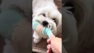 Dog&rsquo;s approach to the owner