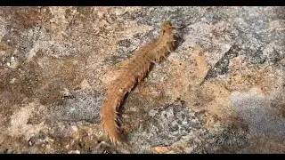 A beautiful scale worm found from snorkeling in the Bahamas at San Salvador Island