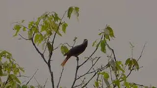 iMovie Maroon Oriole, Chopta, Uttarakhand