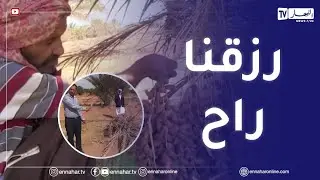 الجلفة : واحات النخيل في قطارة..مخاوف من إندثار ثروة إقتصادية بالمنطقة