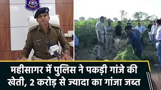 Illegal Cannabis Farming Exposed in Mahisagar, Gujarat: Police Seize Ganja Worth ₹2.36 Crore
