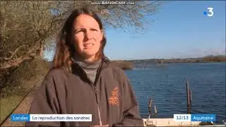 FR3 JT 12/13 Frayère Sandre Leon 18 03