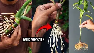 7 Easiest Plants to Propagate in Water | Grow a New Indoor Jungle for FREE