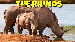 Backs of Rhinos Have Tickbirds