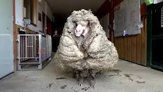 BAARACK THE OVERGROWN SHEEP HAS HIS 35KG FLEECE SHAVED OFF