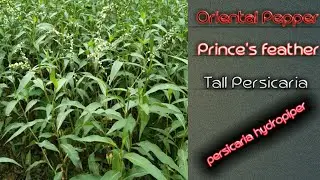 Oriental Pepper, Prince's feather,Tall Persicaria, Persicaria hydropiper
