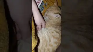 my chilling cat 