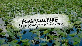 Turning Algae Trash into Treasure: Conservation Country E5