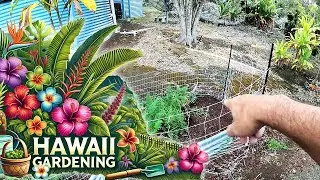 Gardening in Ocean View Hawaii   Fences to Protect Against the Pigs