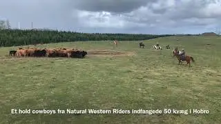 Westernridning: cowboys p&aring; kv&aelig;gfangst