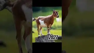 2023 goat 🐐🐐 vs 5000 bce goat 💥 #viral #shorts