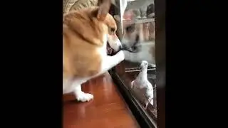 FUNNY AND CUTE DOGS    PAOLIDOG COMPILATION 11