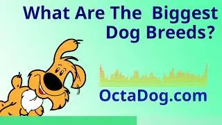 What are the biggest dog breeds? (OctaDog.com)